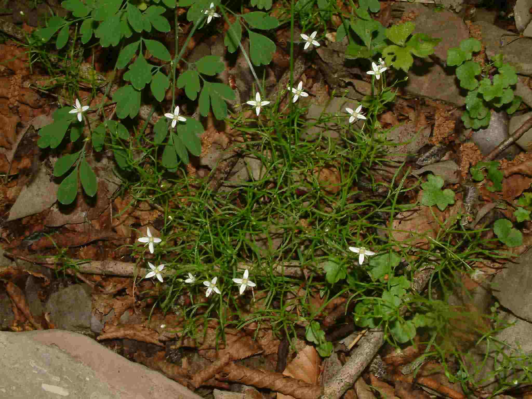 Moehringia muscosa 1