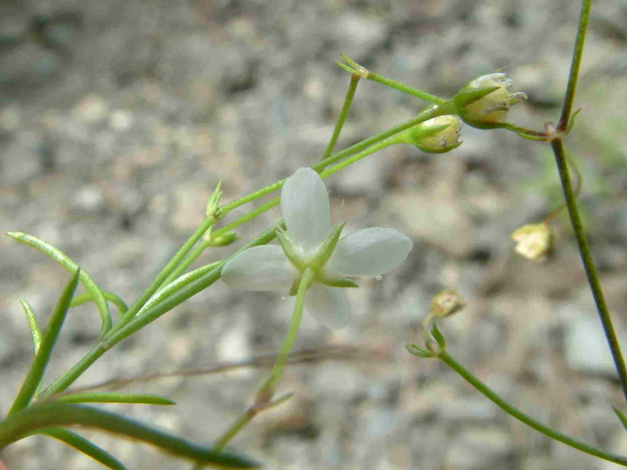 Moehringia muscosa 2