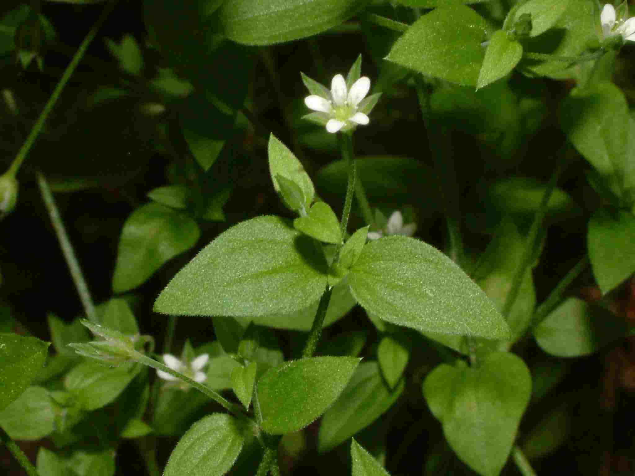 Moehringia trinervia 1