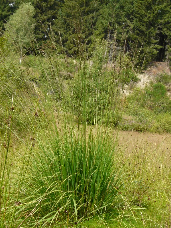 Molinia caerulea 1