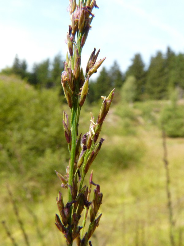 Molinia caerulea 2