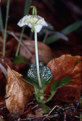 Moneses uniflora 1