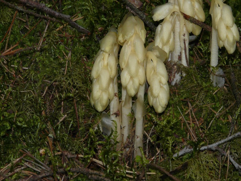 Monotropa hypopitys