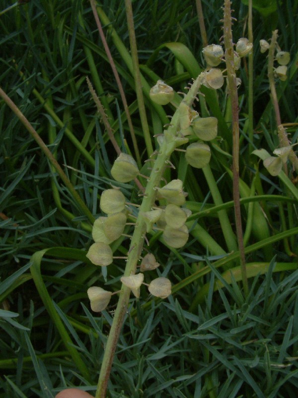 Muscari armeniacum 1