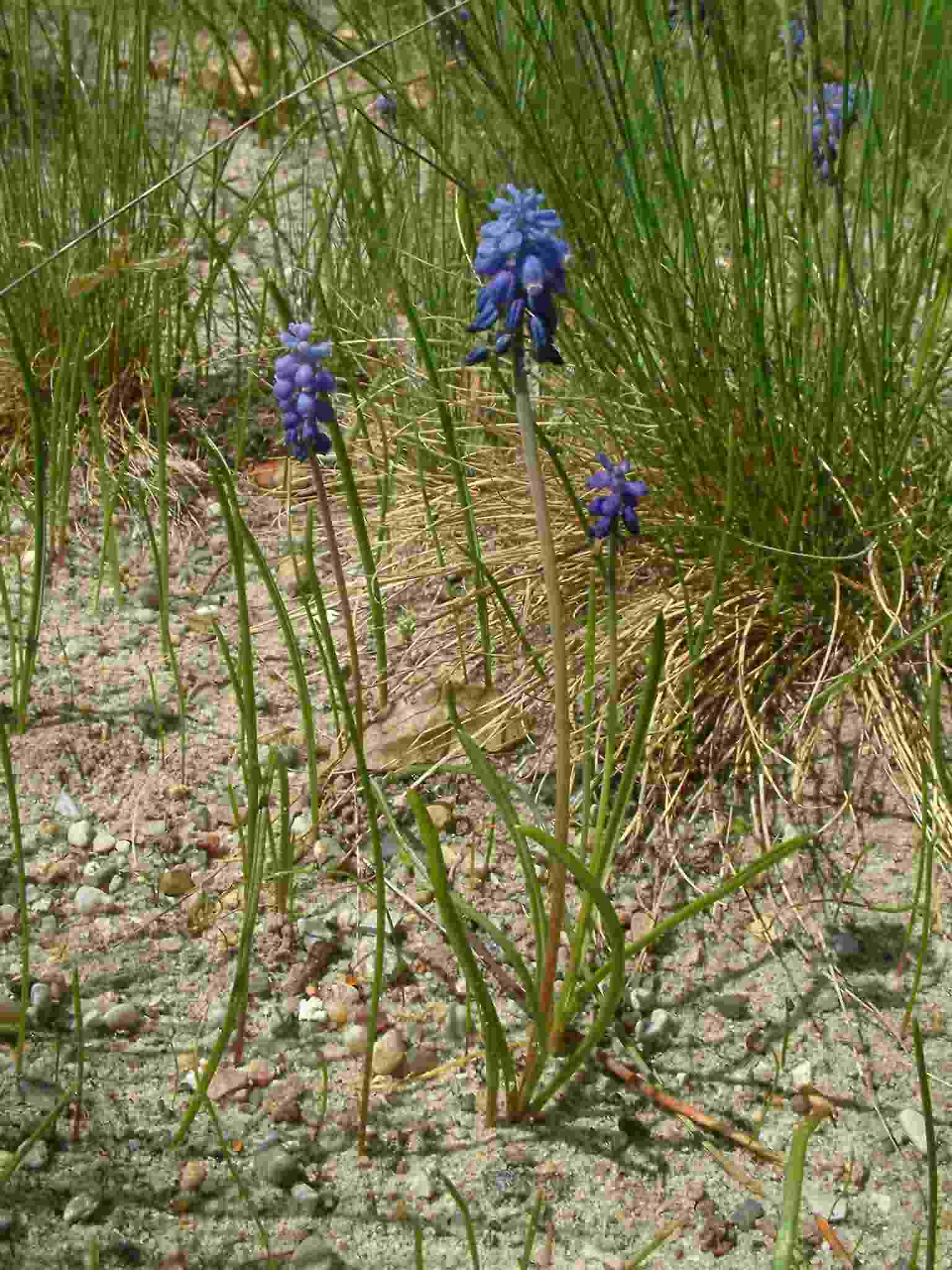 Muscari botryoides 2