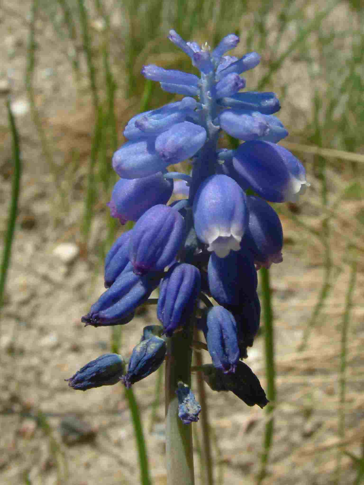 Muscari botryoides 3