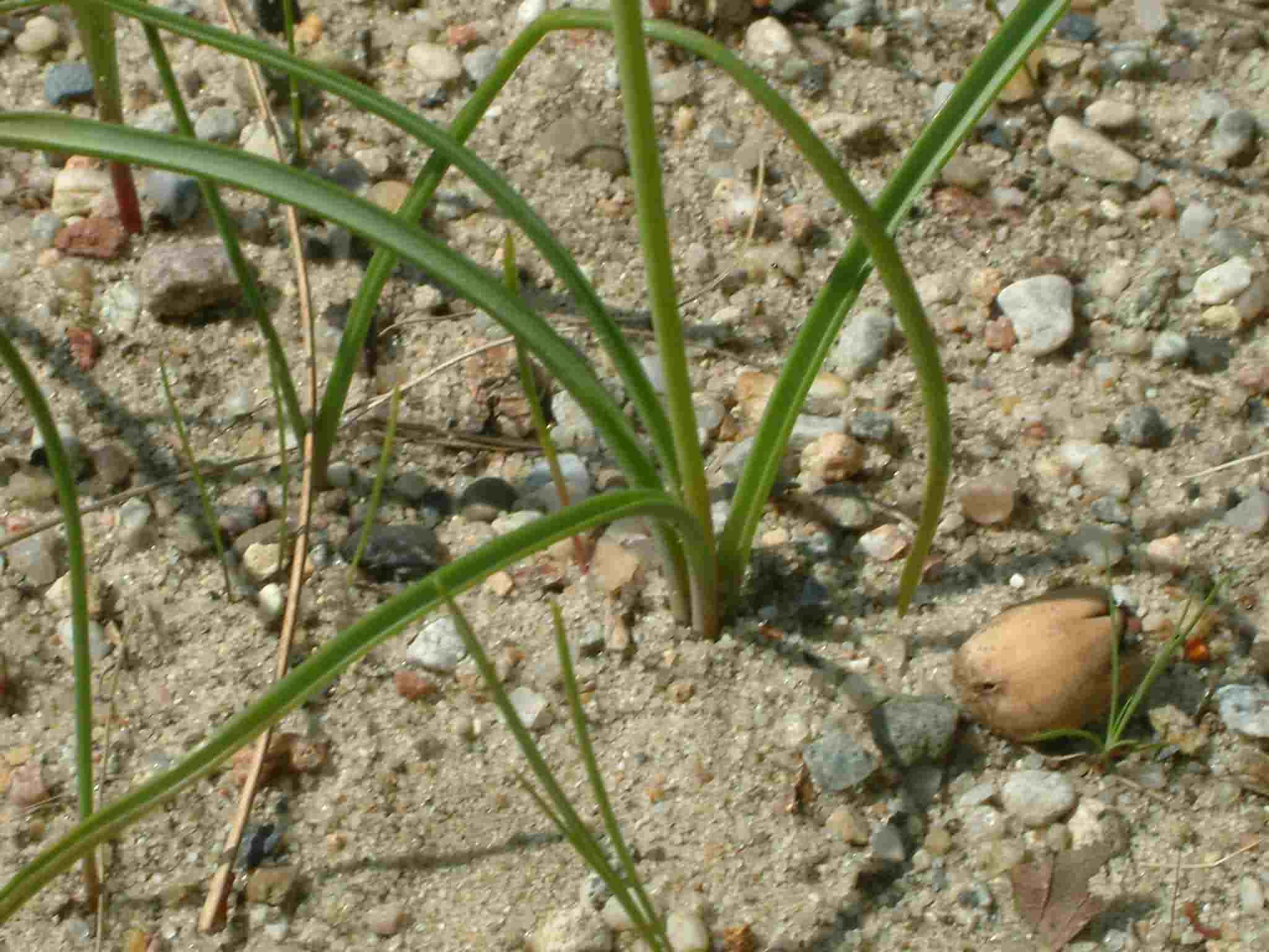 Muscari botryoides 4