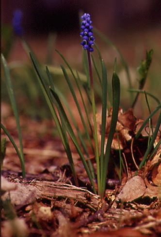 Muscari botryoides 1