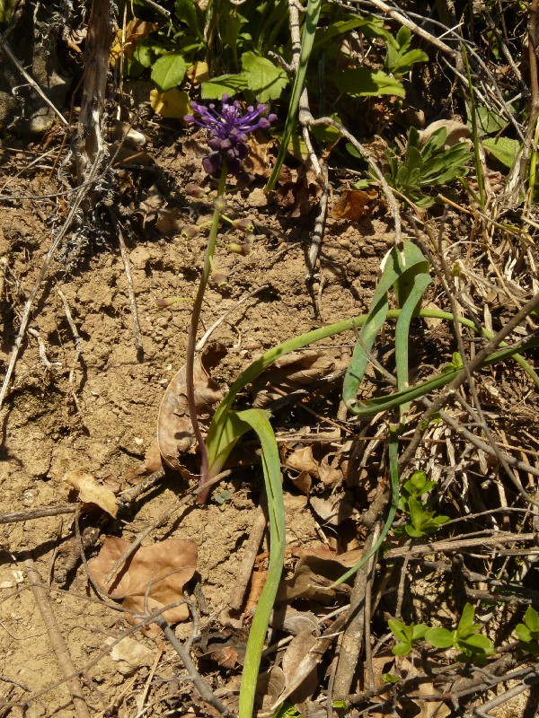 Muscari comosum 1