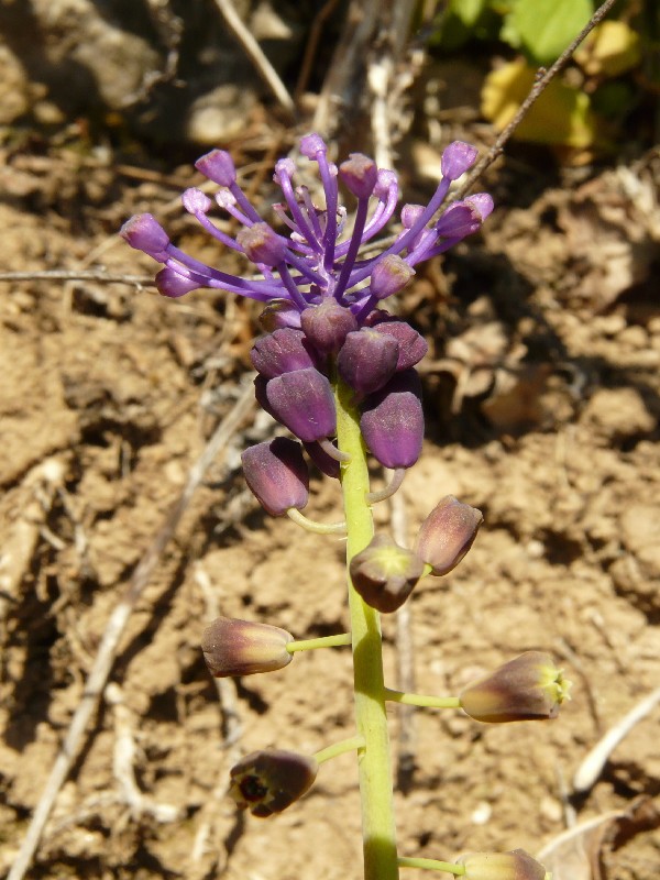 Muscari comosum 2