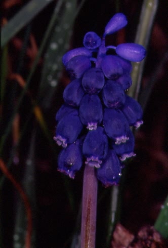 Muscari racemosum 2