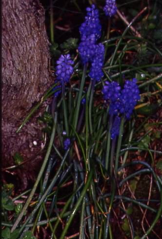 Muscari racemosum 1