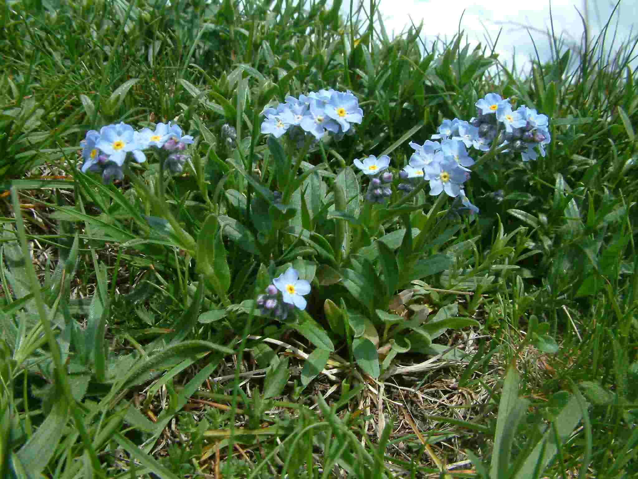 Myosotis alpestris 1