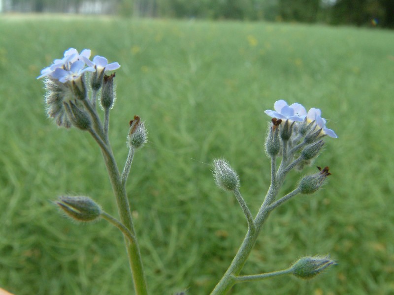 Myosotis arvensis 1