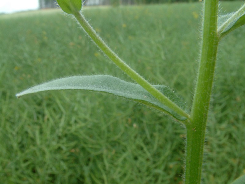 Myosotis arvensis 2