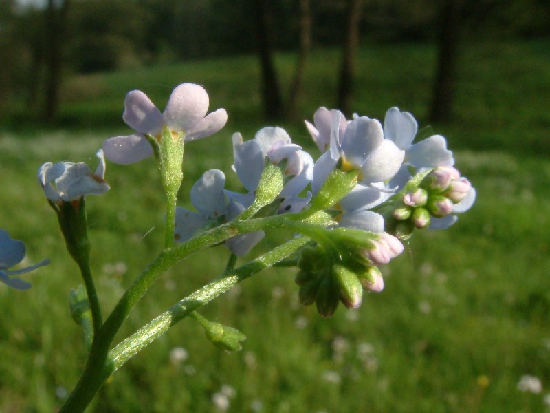 Myosotis nemorosa 1