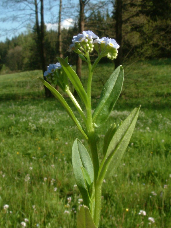 Myosotis nemorosa 2