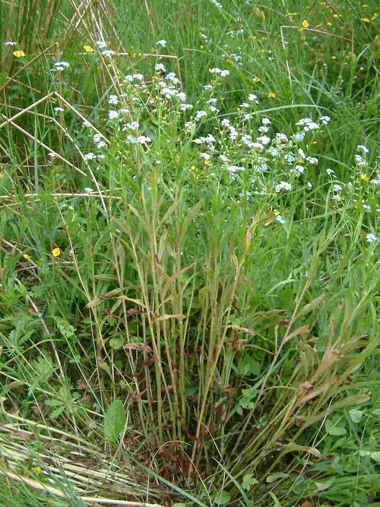 Myosotis scorpioides 1