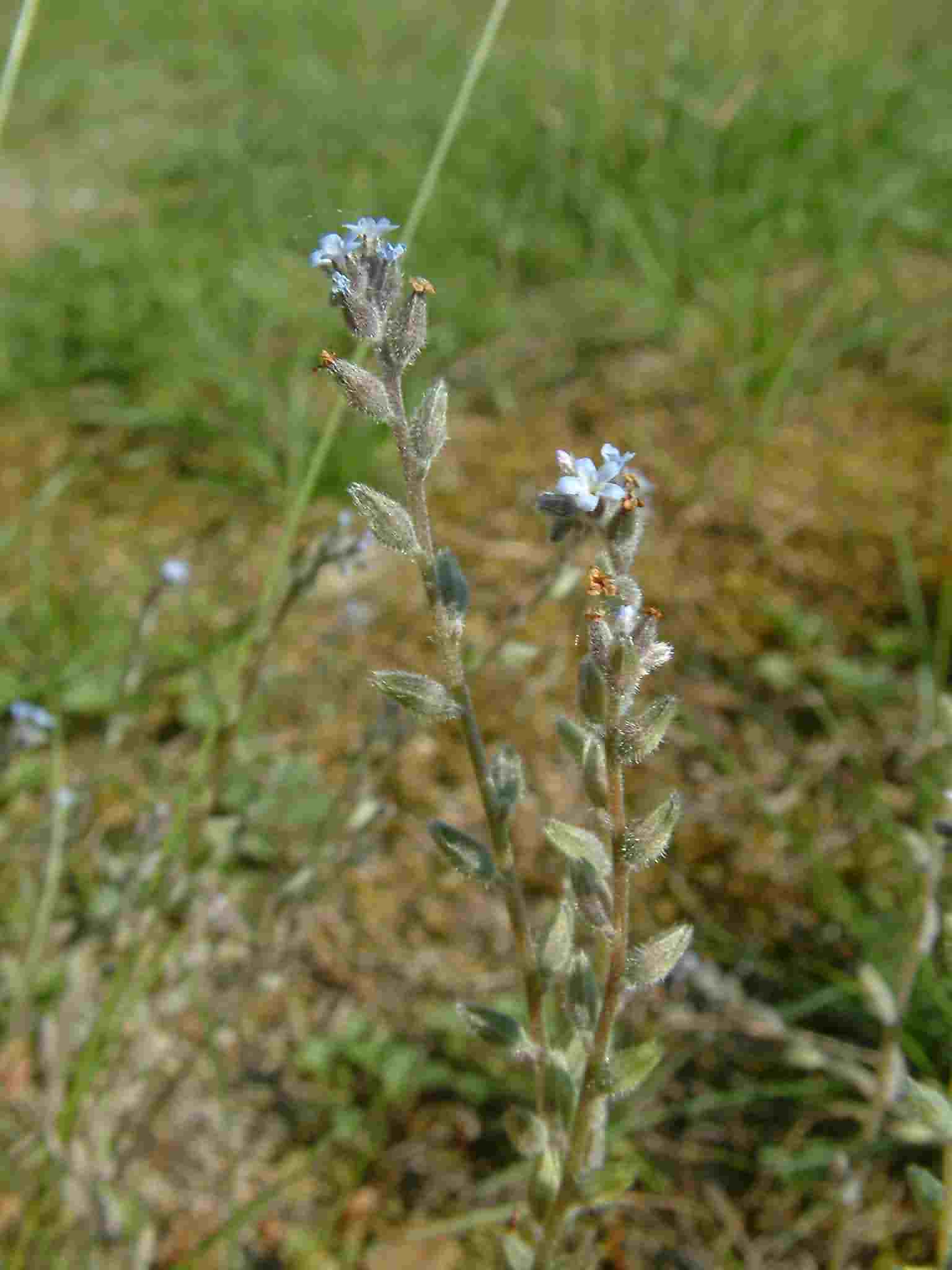 Myosotis stricta