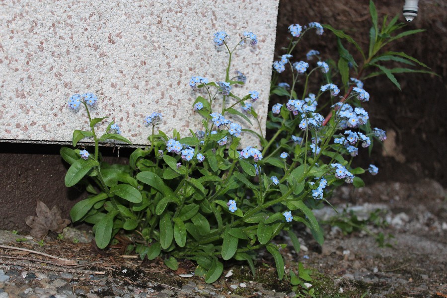 Myosotis sylvatica 1