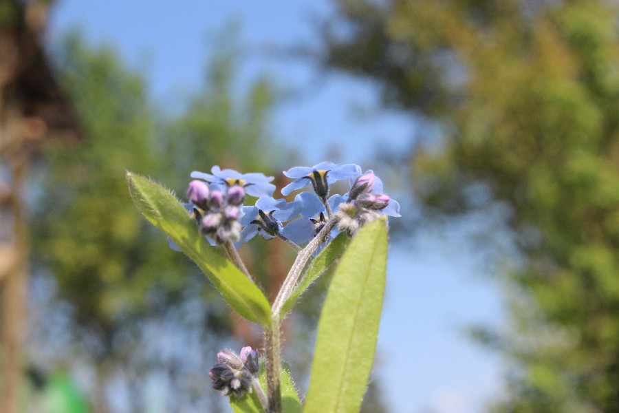 Myosotis sylvatica 2