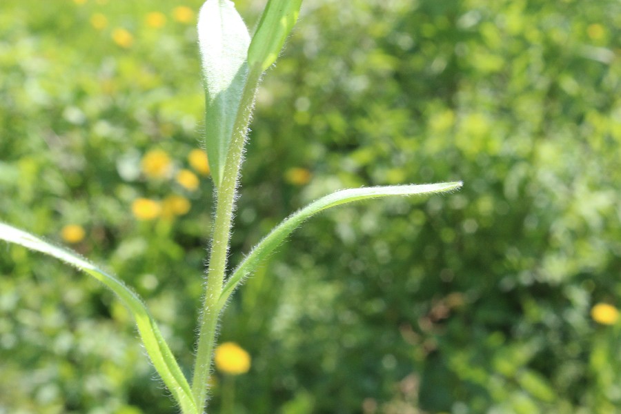 Myosotis sylvatica 3