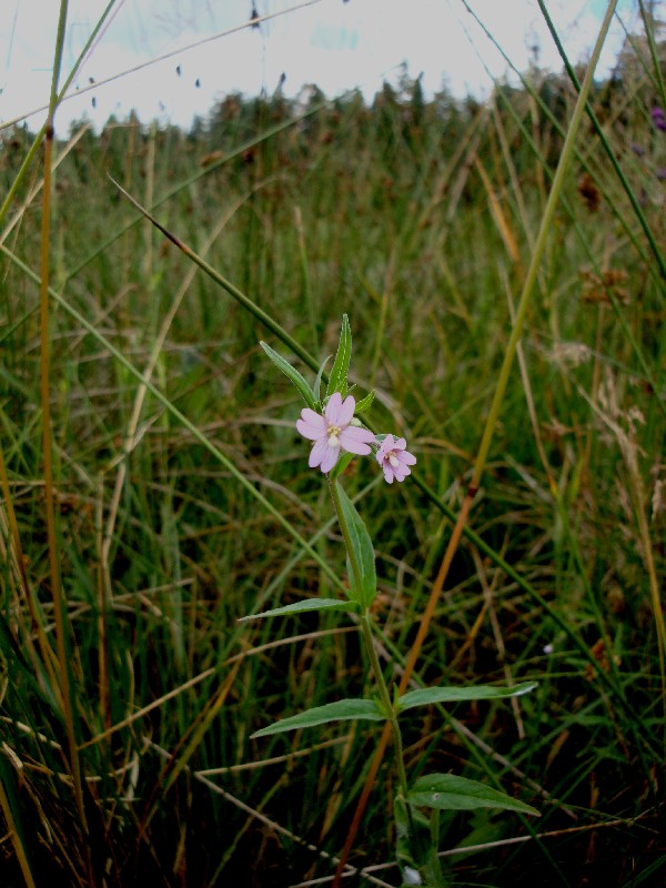 Epilobium_palustre1 Bild Martina Gorny