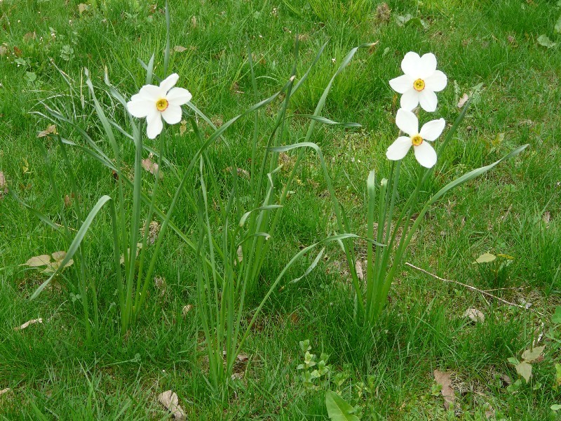 Narcissus poeticus 1