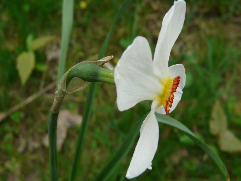 Narcissus poeticus 2