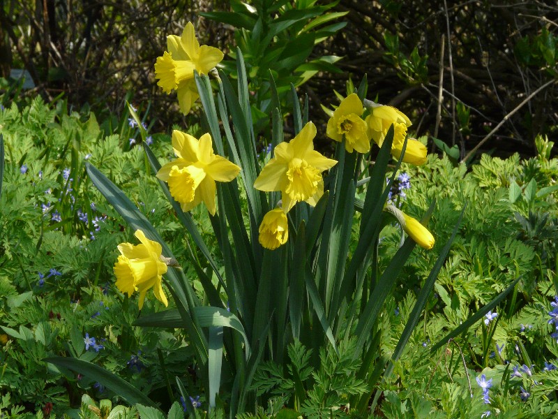 Narcissus pseudonarcissus 1