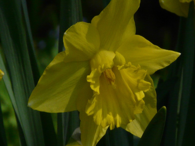 Narcissus pseudonarcissus 2