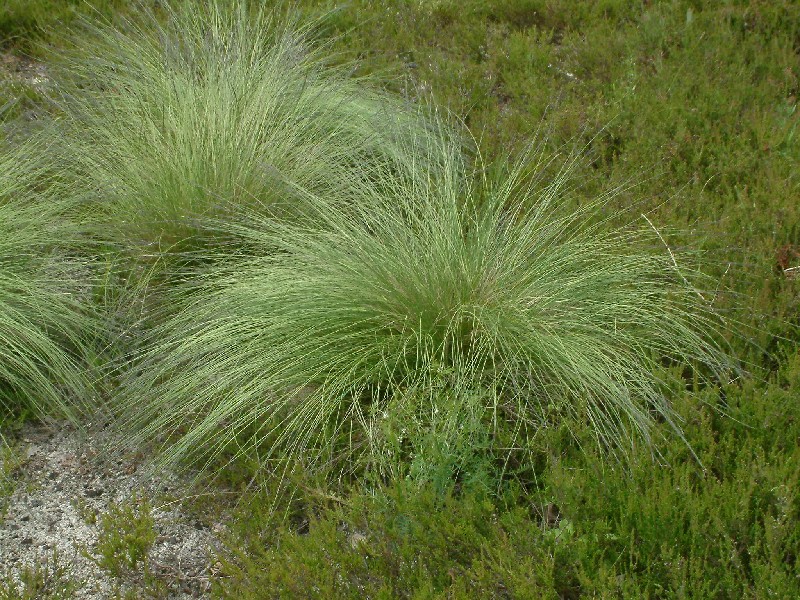 Nardus stricta 1