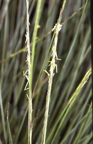 Nardus stricta 2