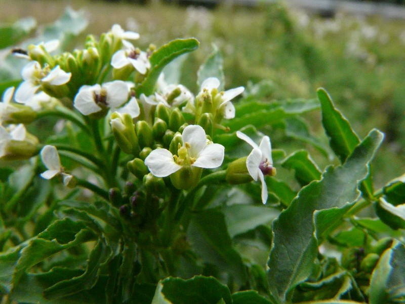 Nasturtium officinale 2