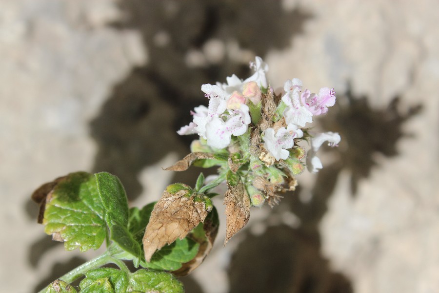 Nepeta_cataria 2