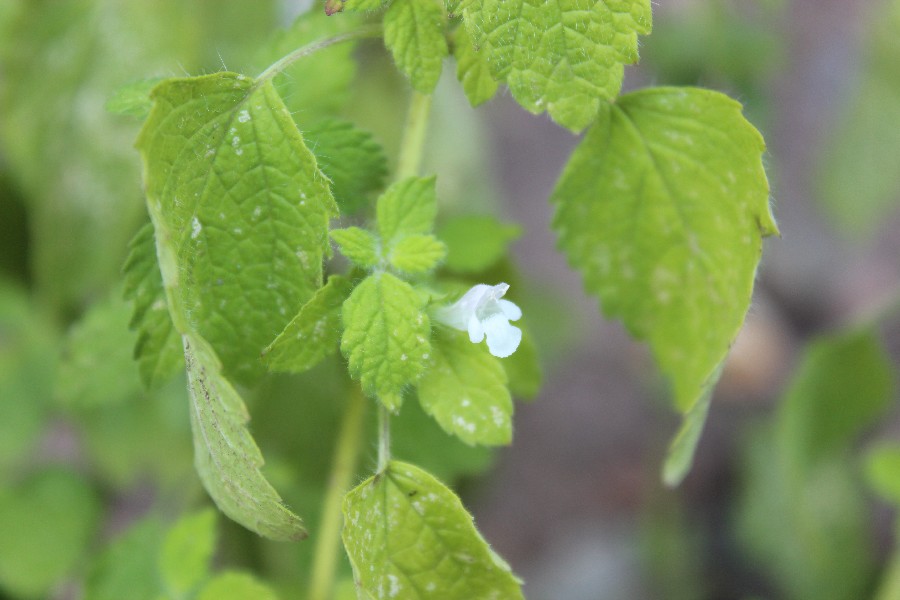 Nepeta_cataria 3