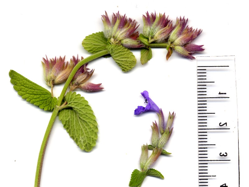 Nepeta racemosa 2