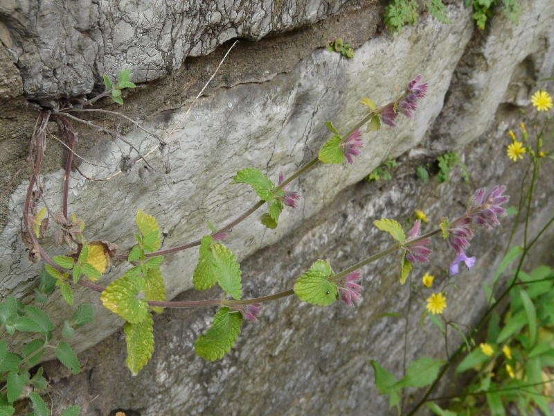 Nepeta racemosa 1