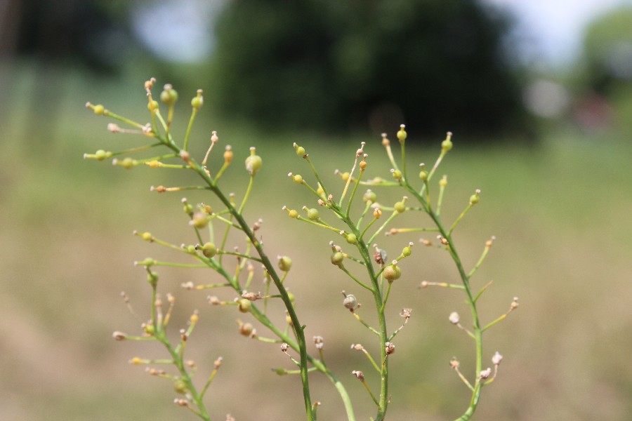 Neslia paniculata 3