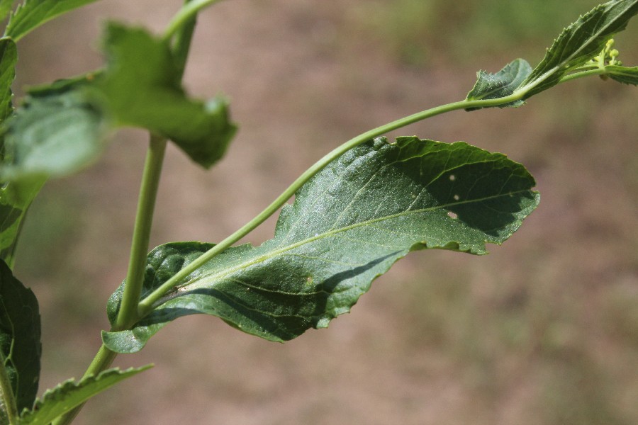 Neslia paniculata 4