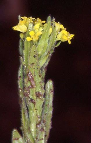 Neslia paniculata 2