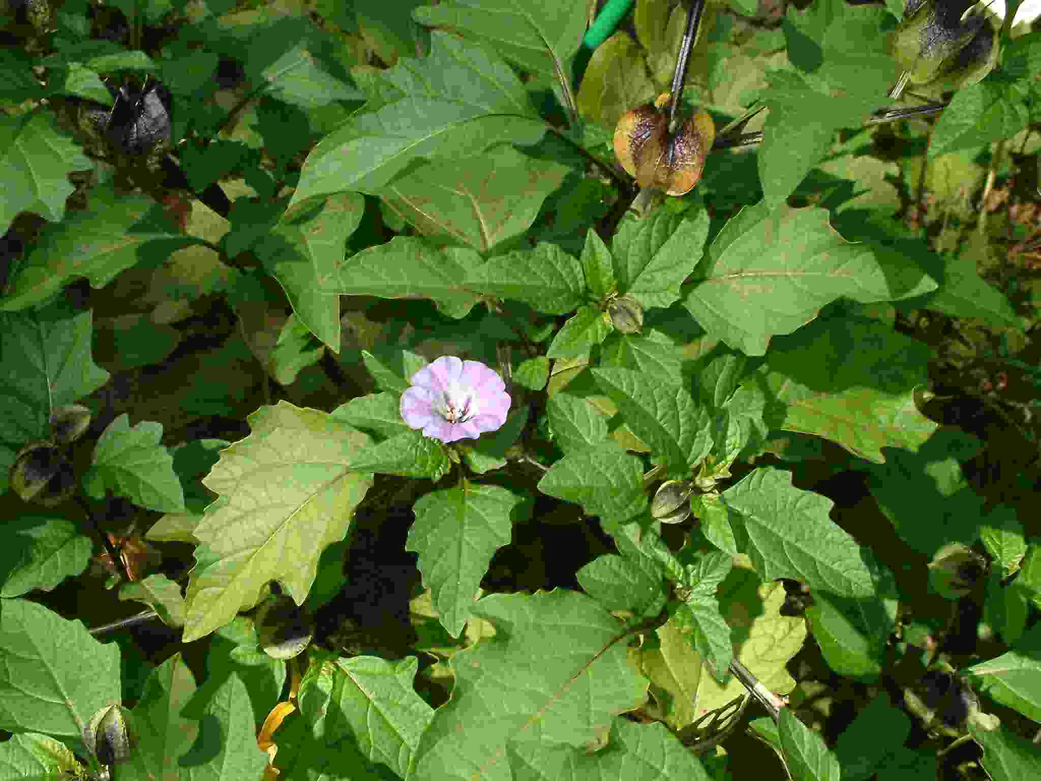 Nicandra physalodes 2