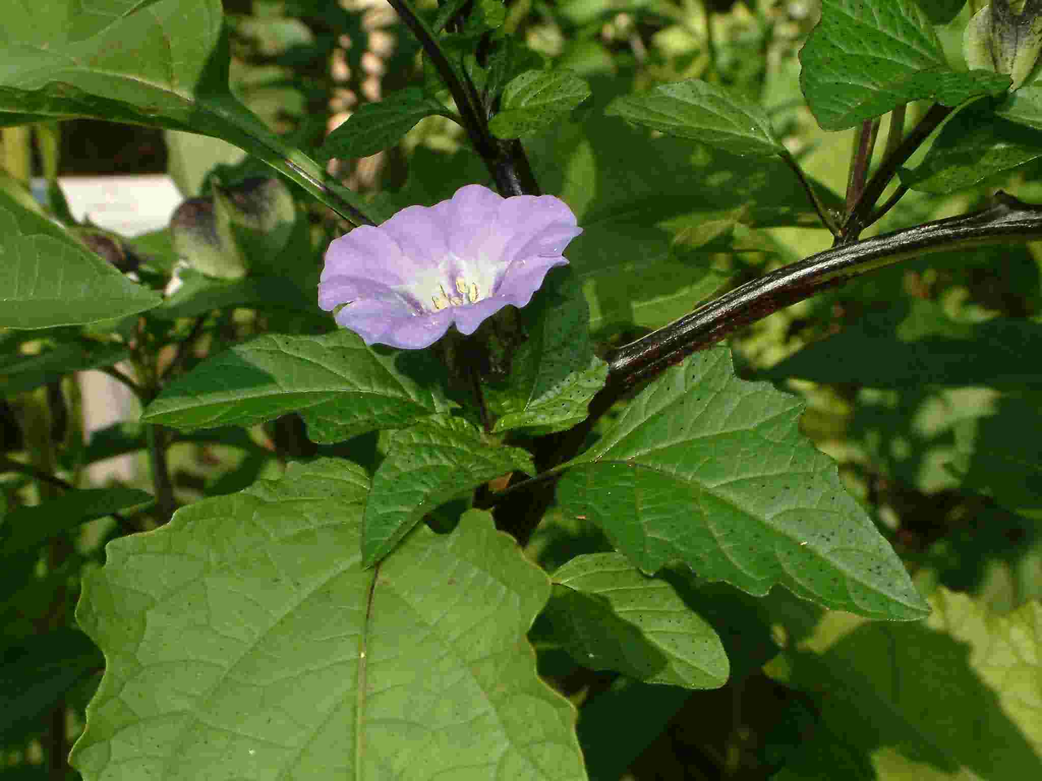 Nicandra physalodes 3