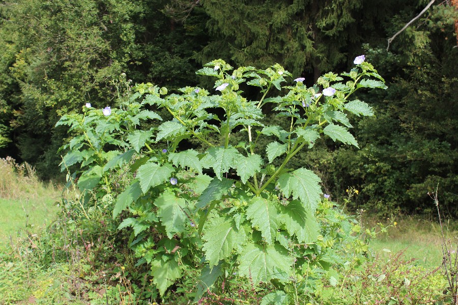 Nicandra physalodes 1