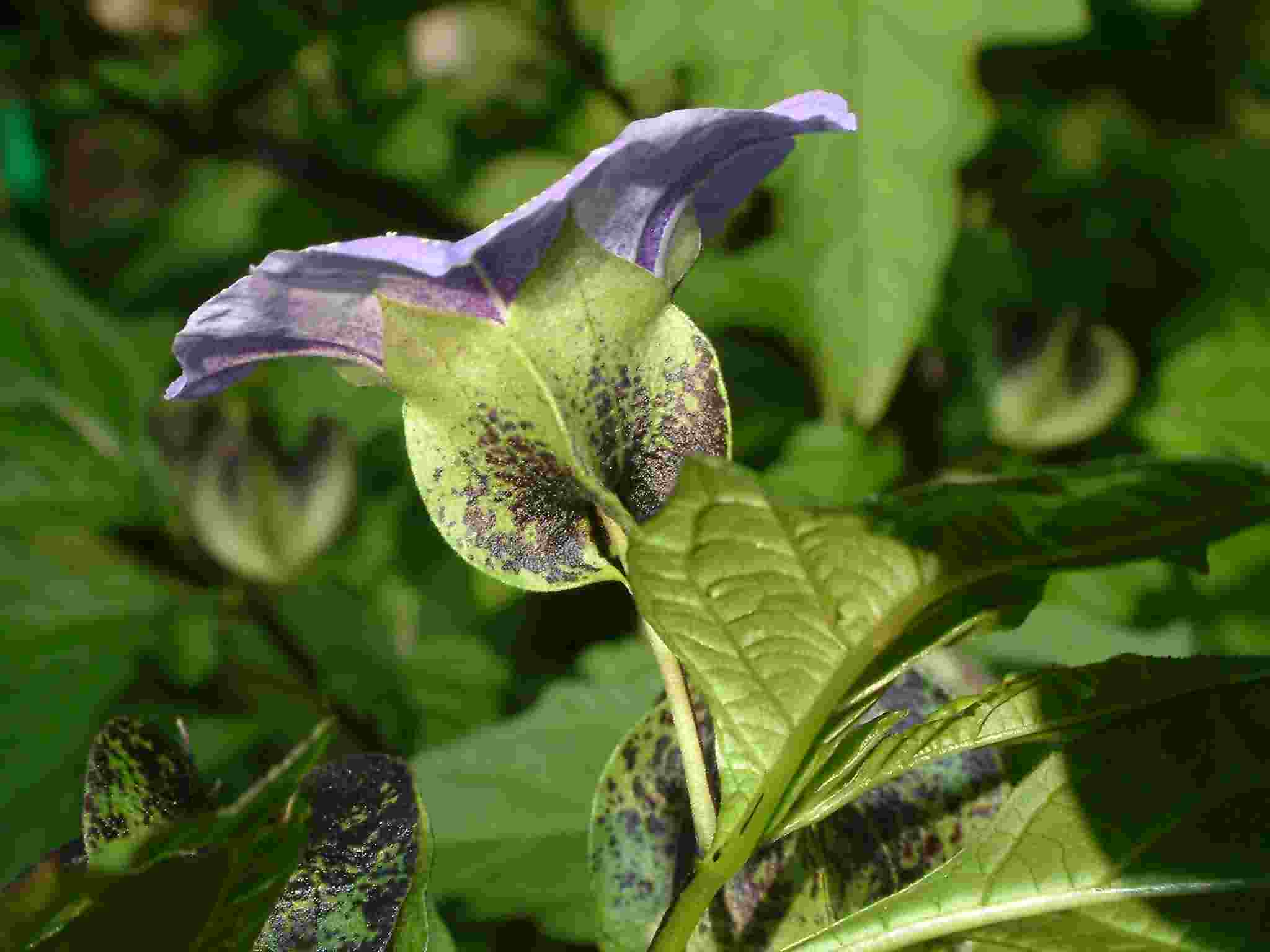 Nicandra physalodes 4