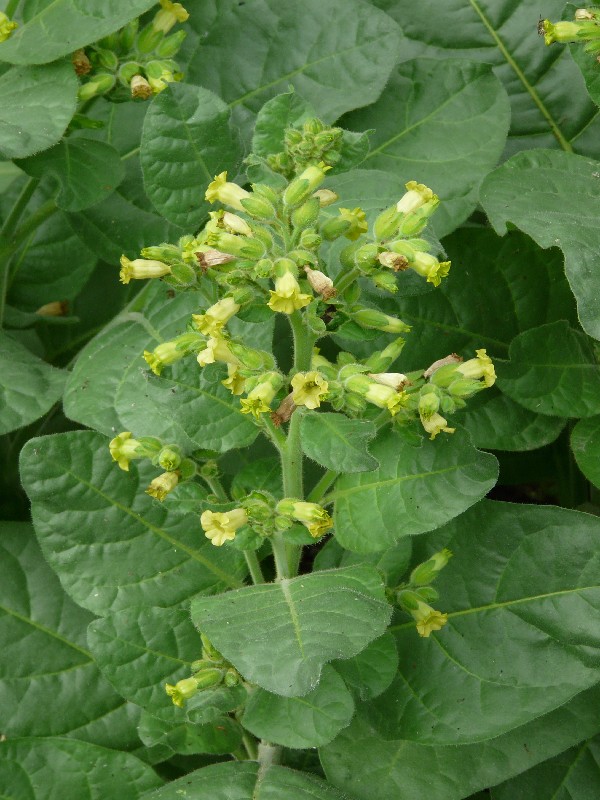 Nicotiana rustica 1