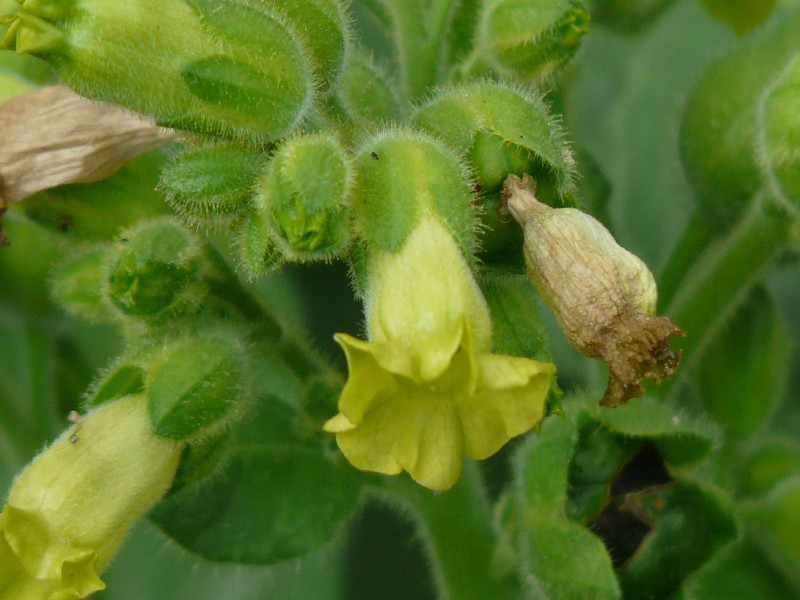 Nicotiana rustica 2