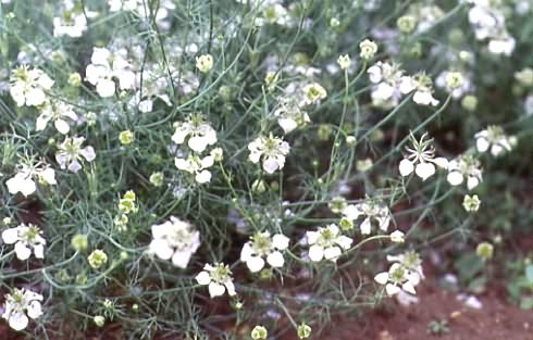 Nigella arvensis 1