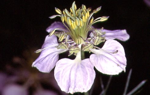 Nigella arvensis 2