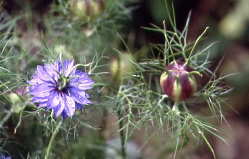 Nigella damascena 1